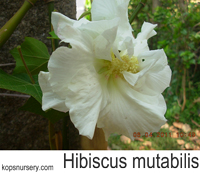 Hibiscus-mutabilis-thumb