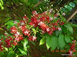 Double Rangoon Creeper